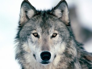 wolf-gray-color-beautiful-kewl1
